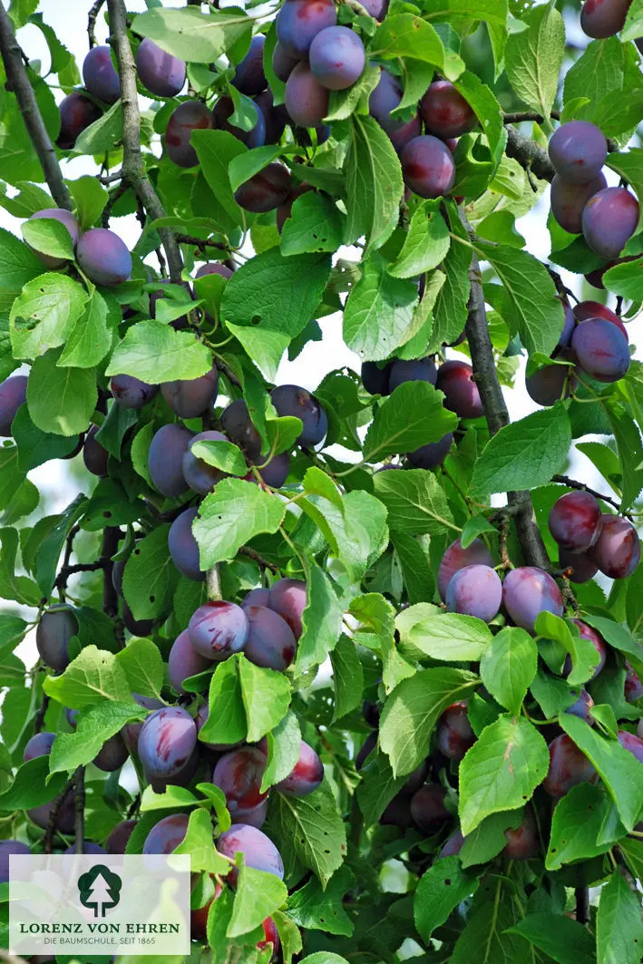 Prunus domestica 'Tegera'