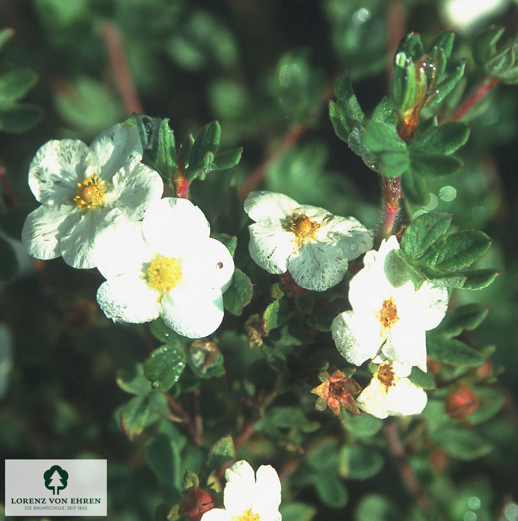 Potentilla fruticosa mandshurica