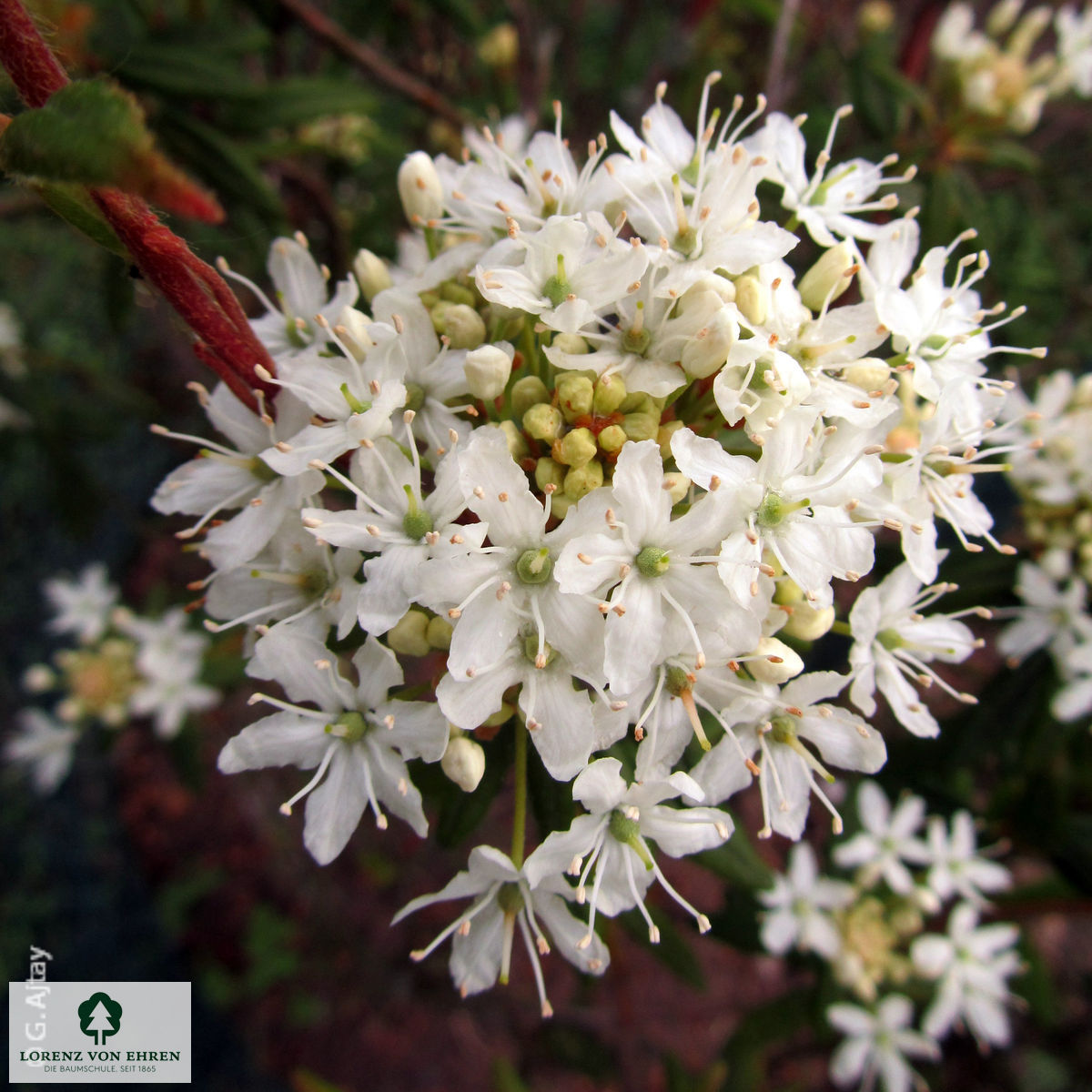 Ledum palustre