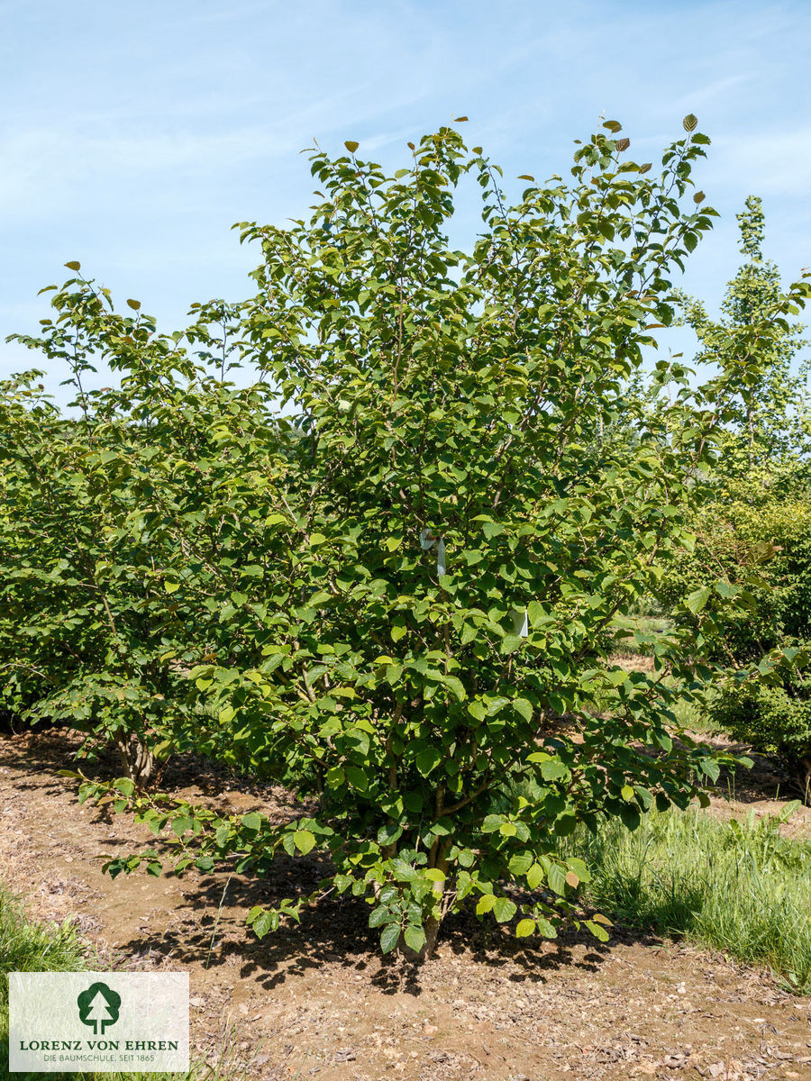 Hamamelis virginiana