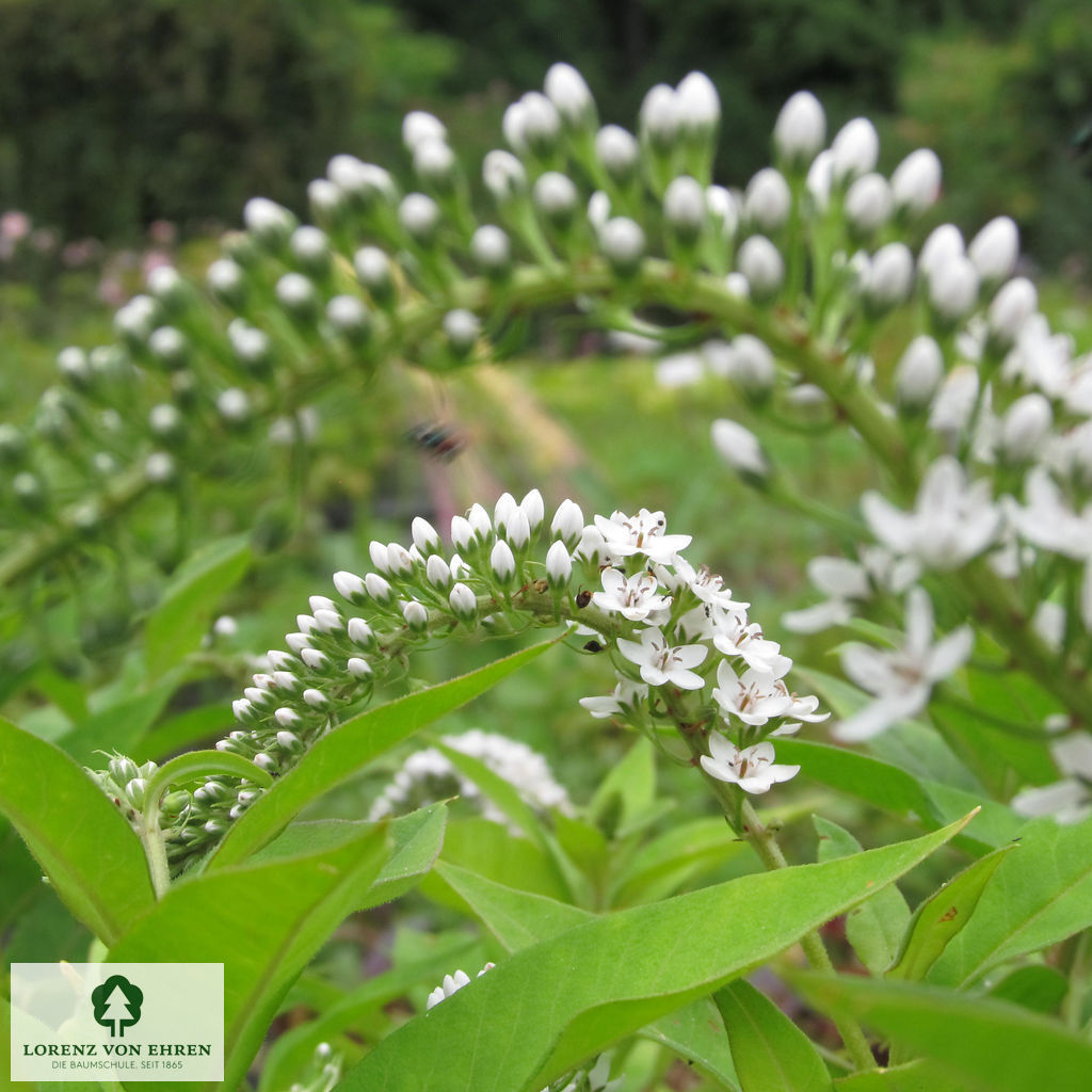Lysimachia clethroides