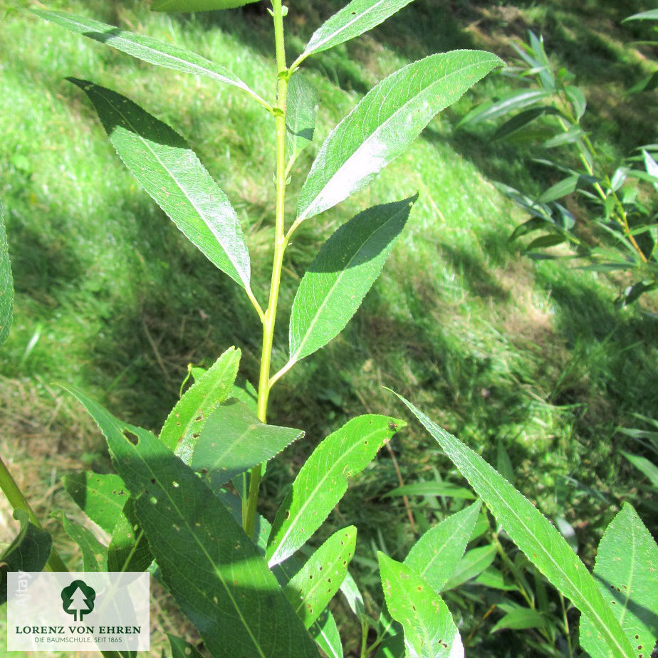 Salix triandra