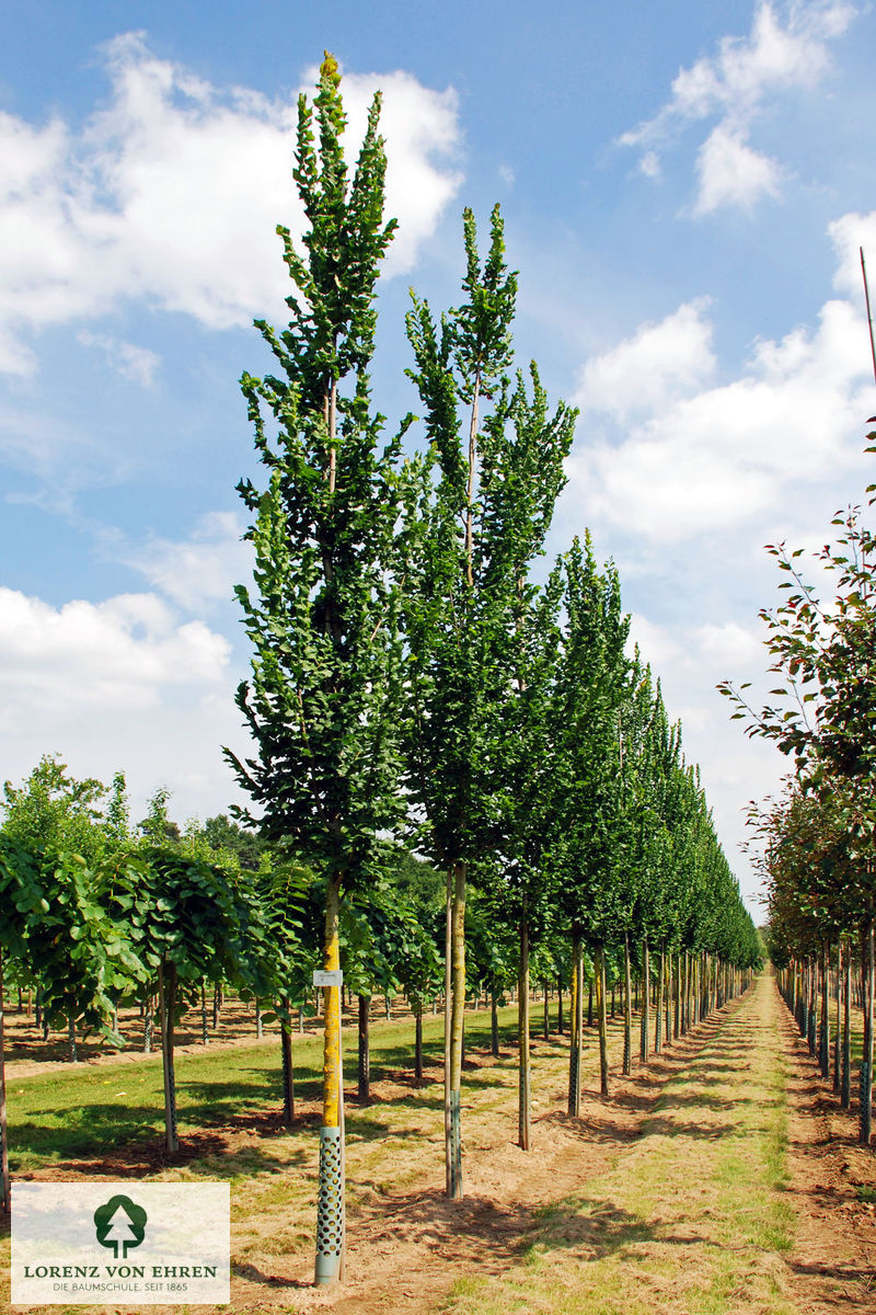 Ulmus hollandica 'Columella'