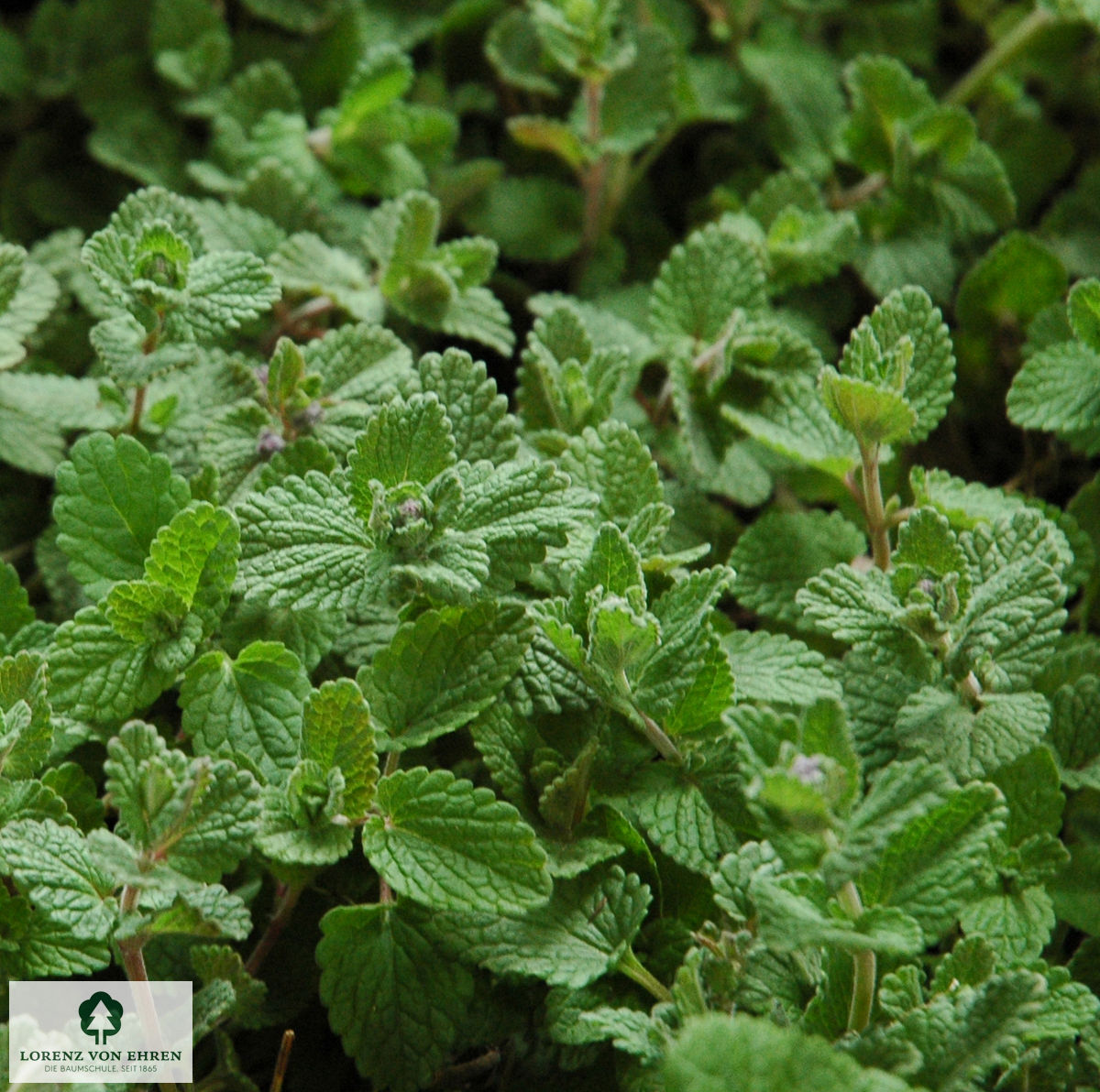 Nepeta racemosa 'Snowflake'