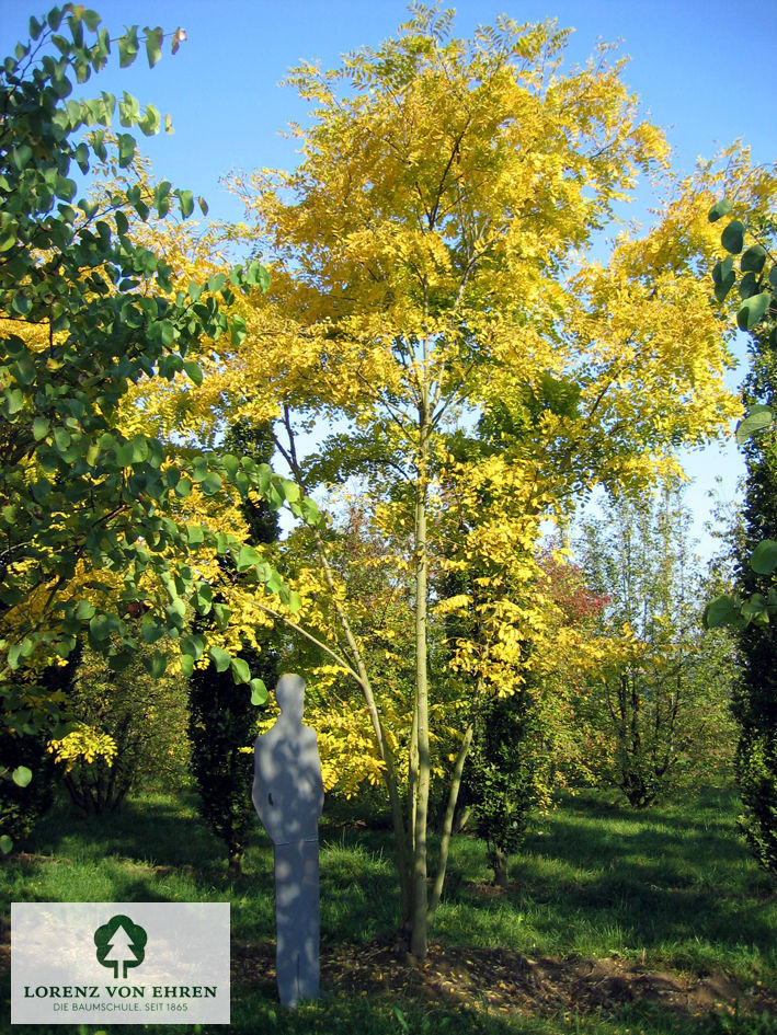 Robinia pseudoacacia 'Frisia'