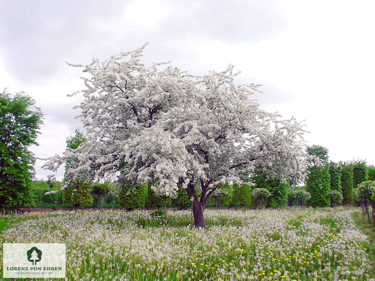 Malus floribunda