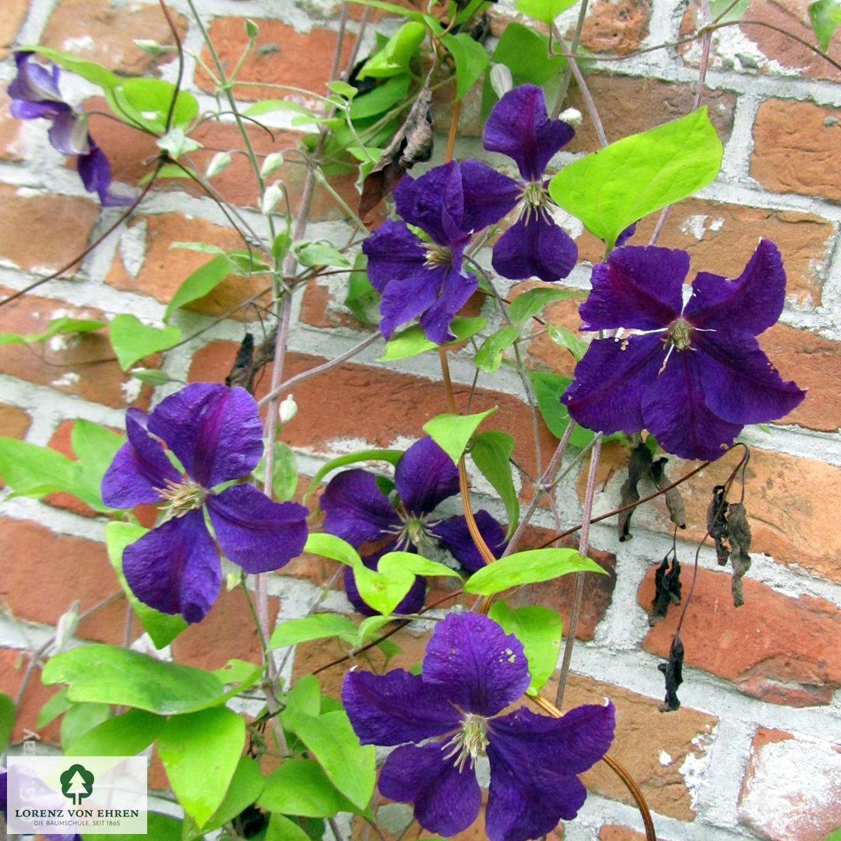 Clematis 'Jackmanii'