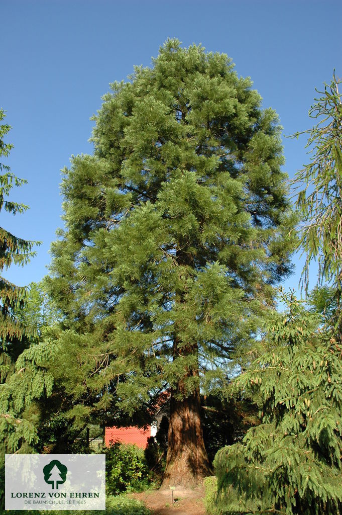 Sequoiadendron giganteum