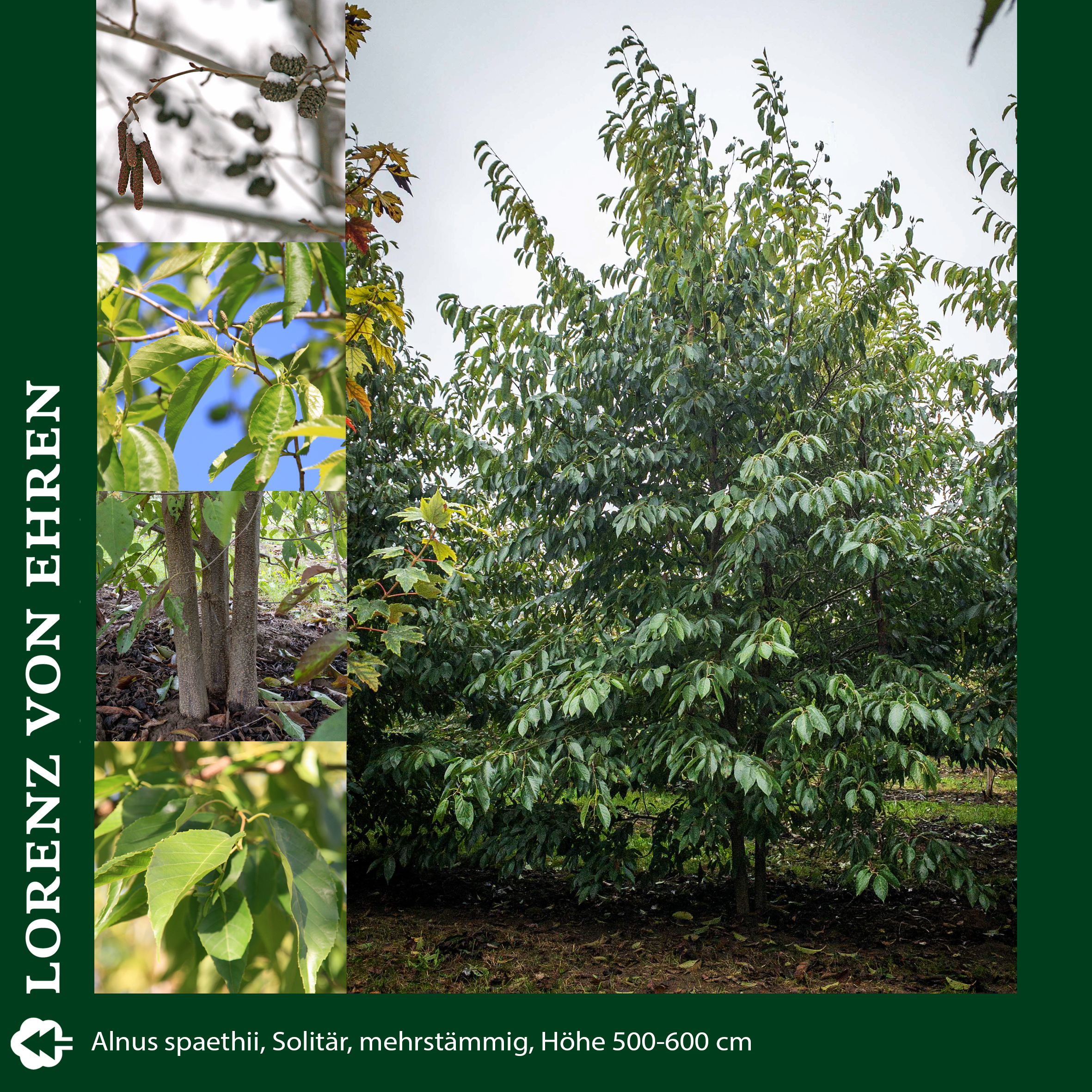 Baum mit grünen Blättern