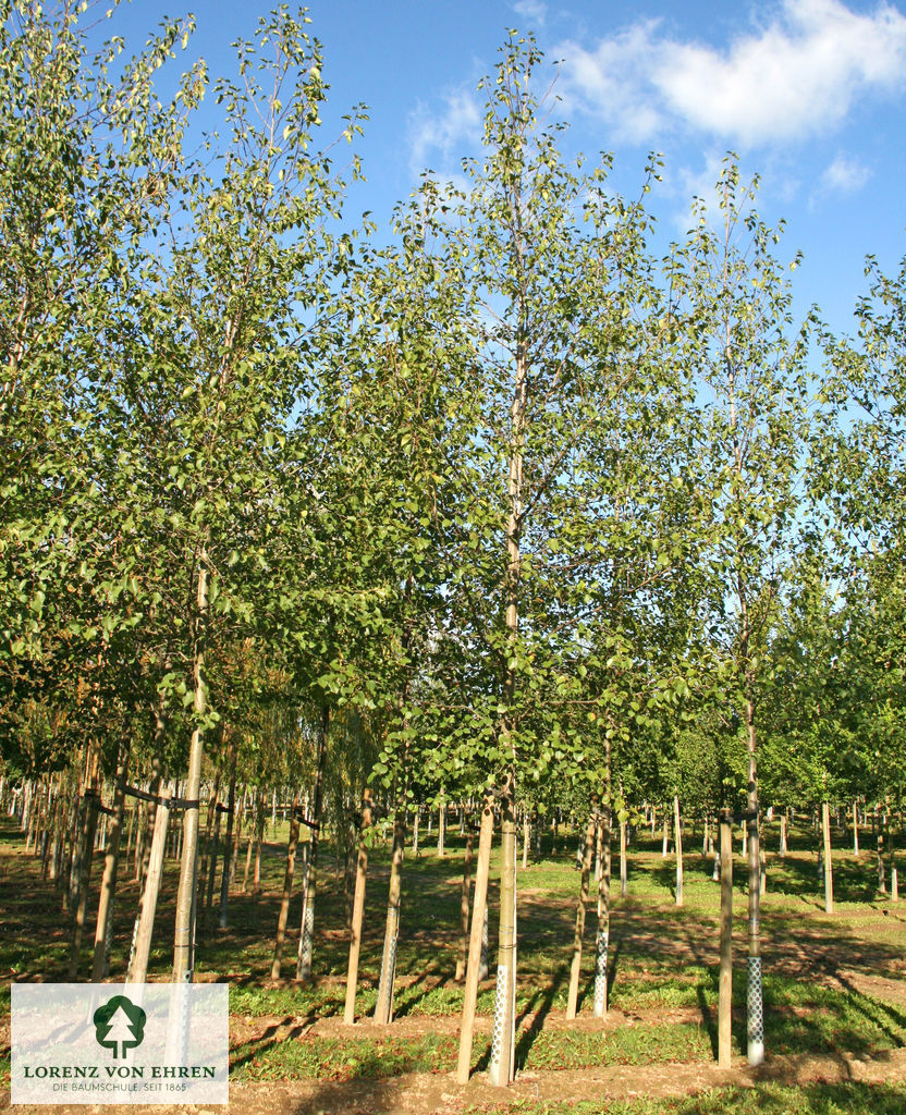 Alnus cordata