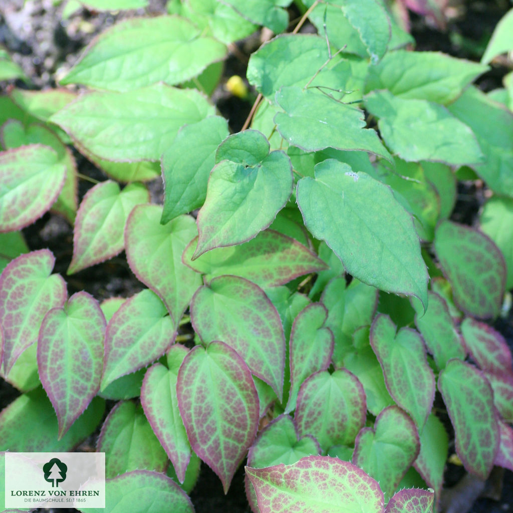 Epimedium rubrum
