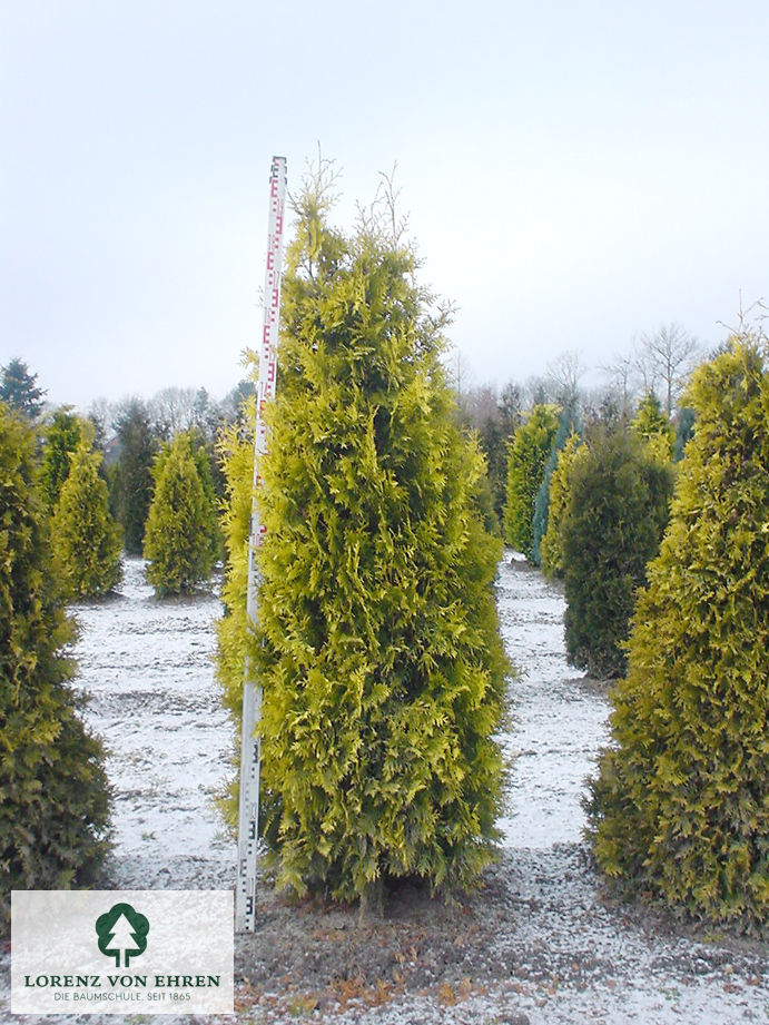 Thuja occidentalis 'Europe Gold'