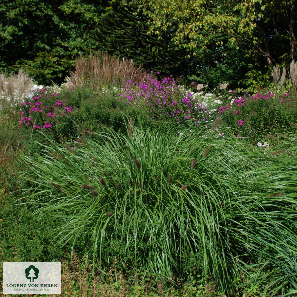 Pennisetum alopecuroides 'Compressum'