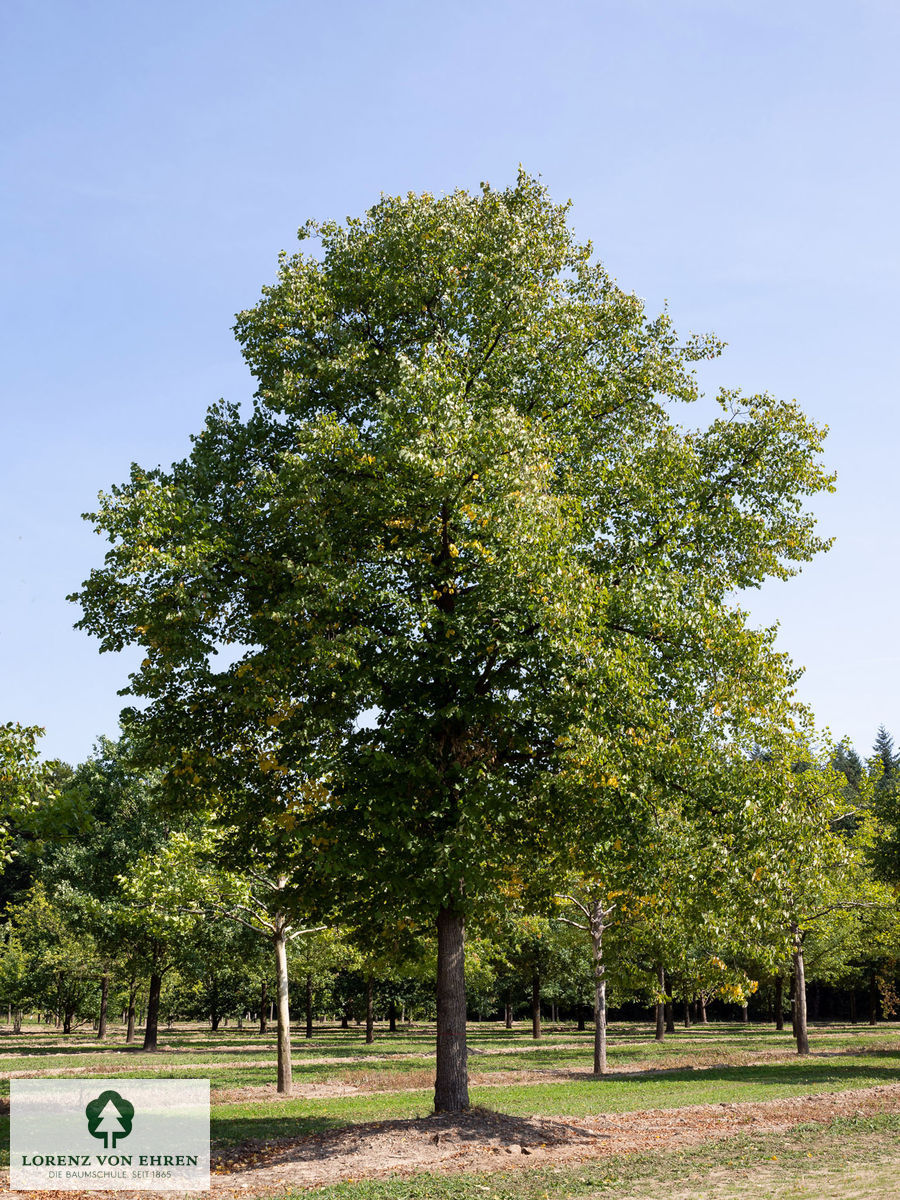 Tilia vulgaris