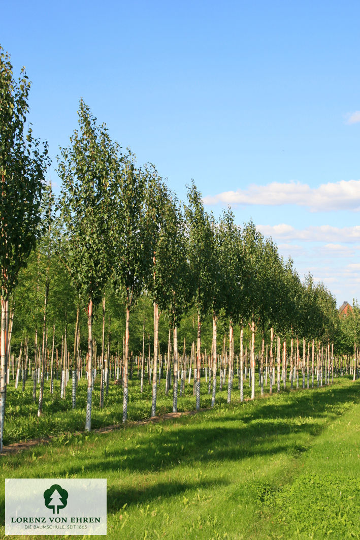 Betula albosinensis