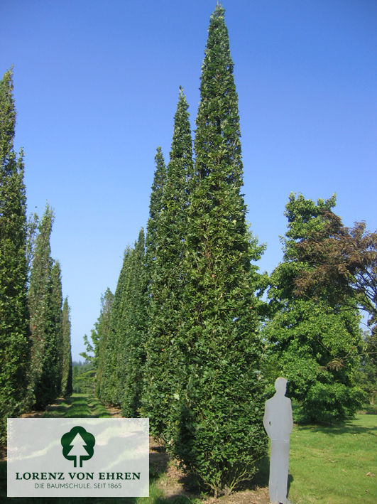 Quercus robur 'Fastigiata Koster'