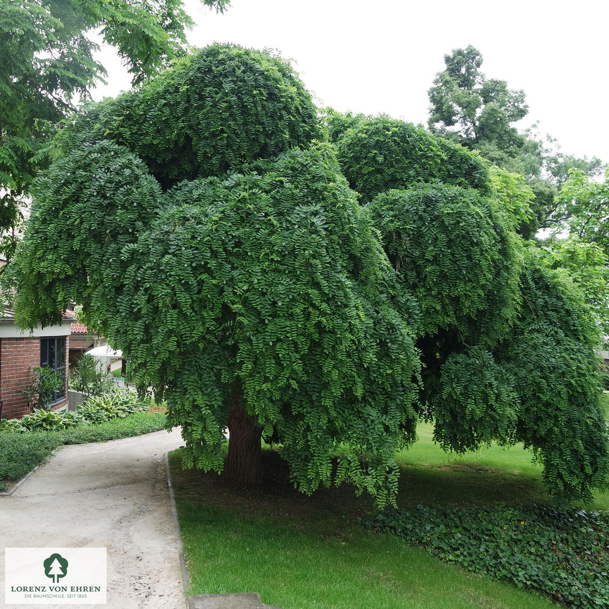 Sophora japonica 'Pendula'