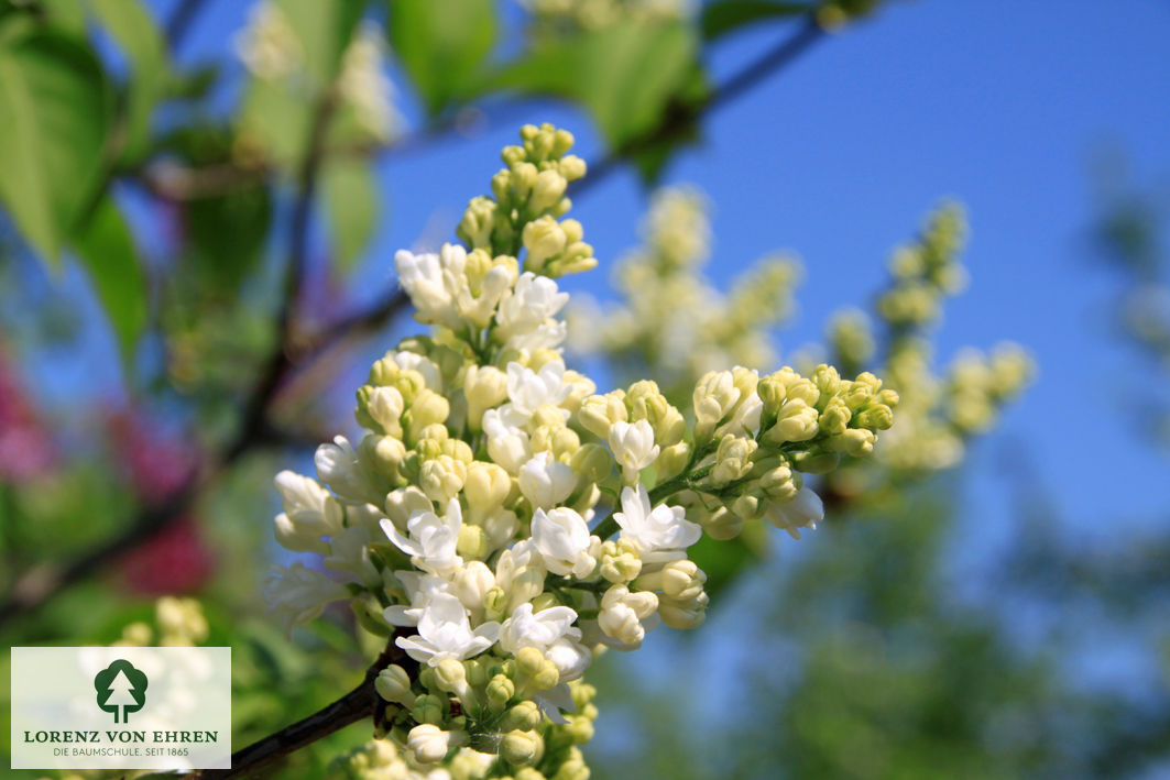 Syringa vulgaris 'Mme Lemoine'