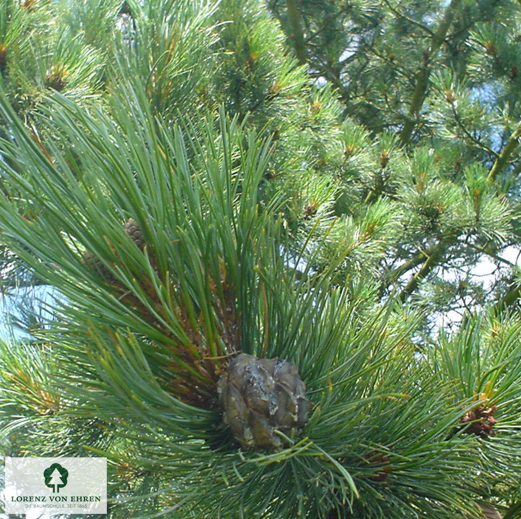 Pinus cembra