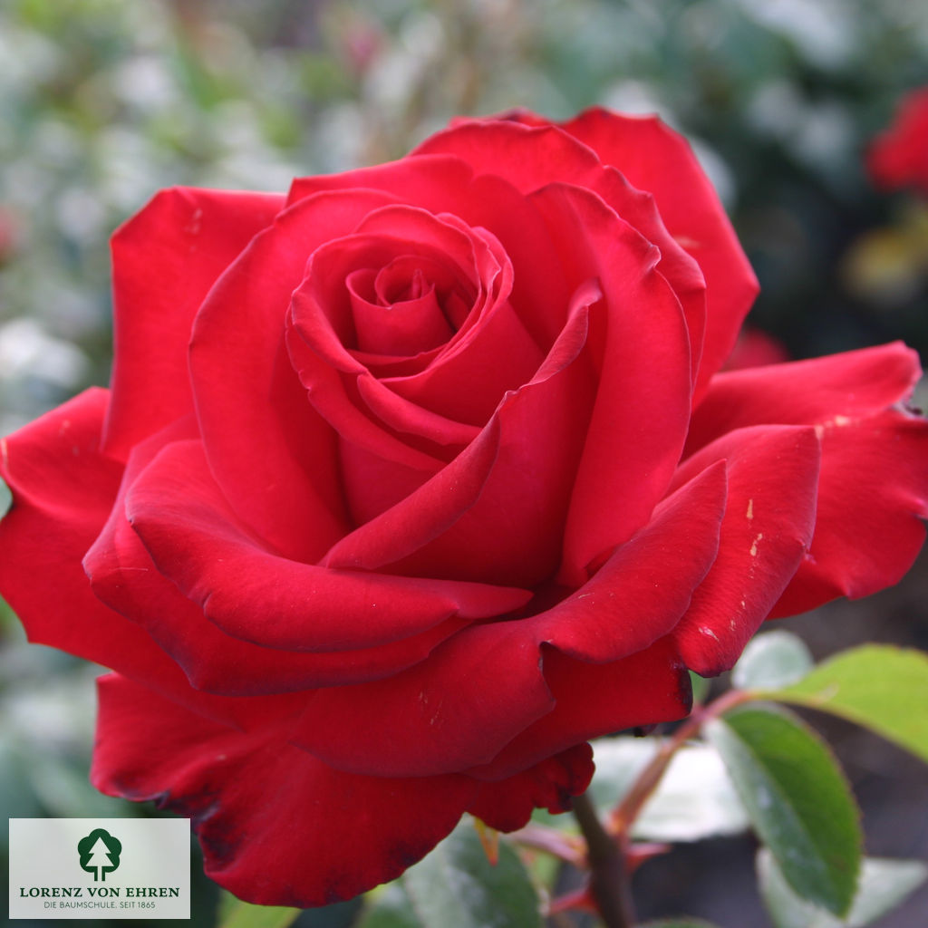 Rosa 'Jugendliebe'