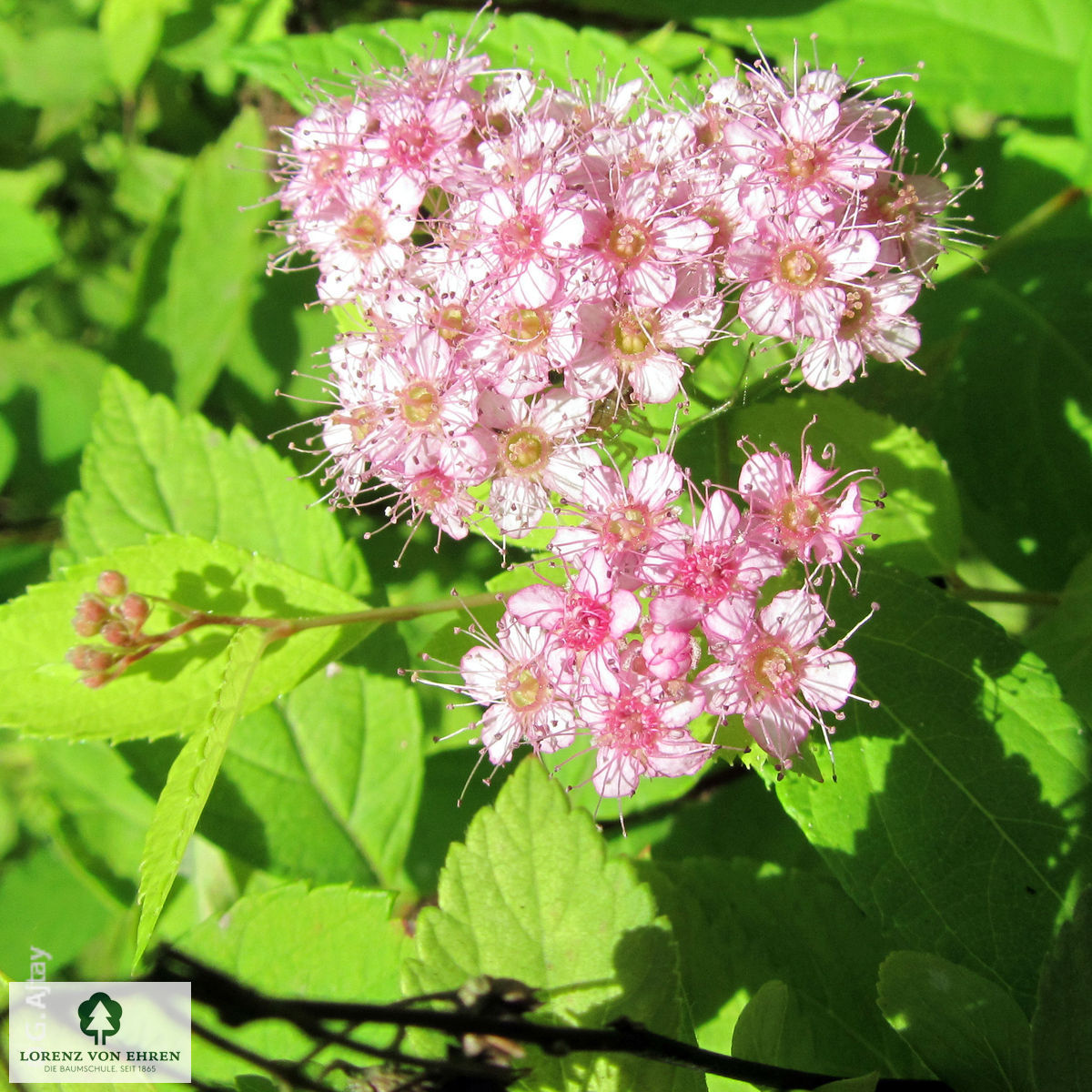 Spiraea japonica 'Goldmound'