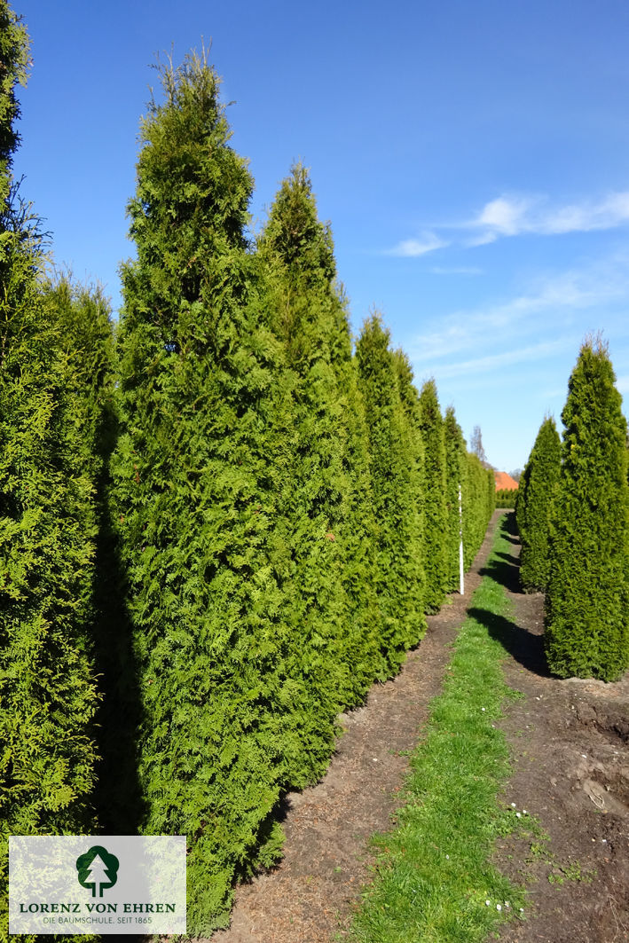 Thuja occidentalis 'Columna'