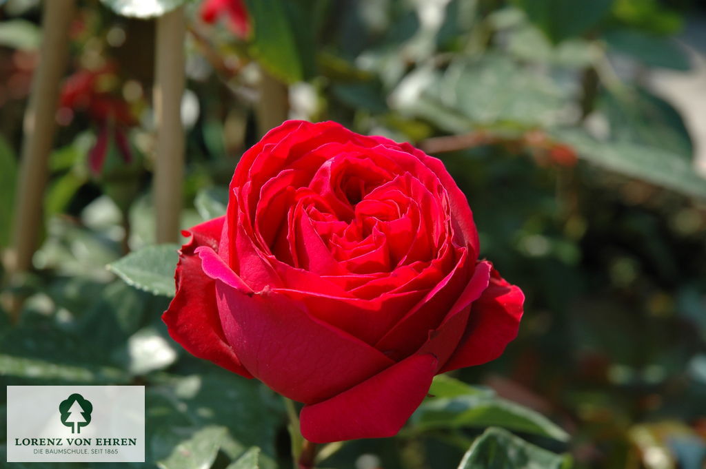 Rosa 'Red Eden Rose'