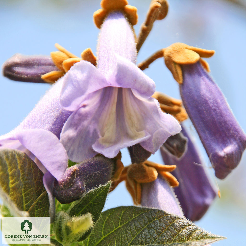 Paulownia tomentosa