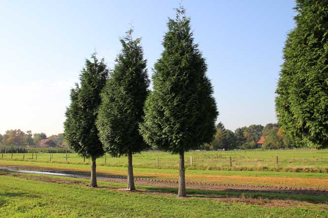 Thuja plicata Excelsa Hochstamm Baumschule von Ehren Drei Thuja Hochstammbäume