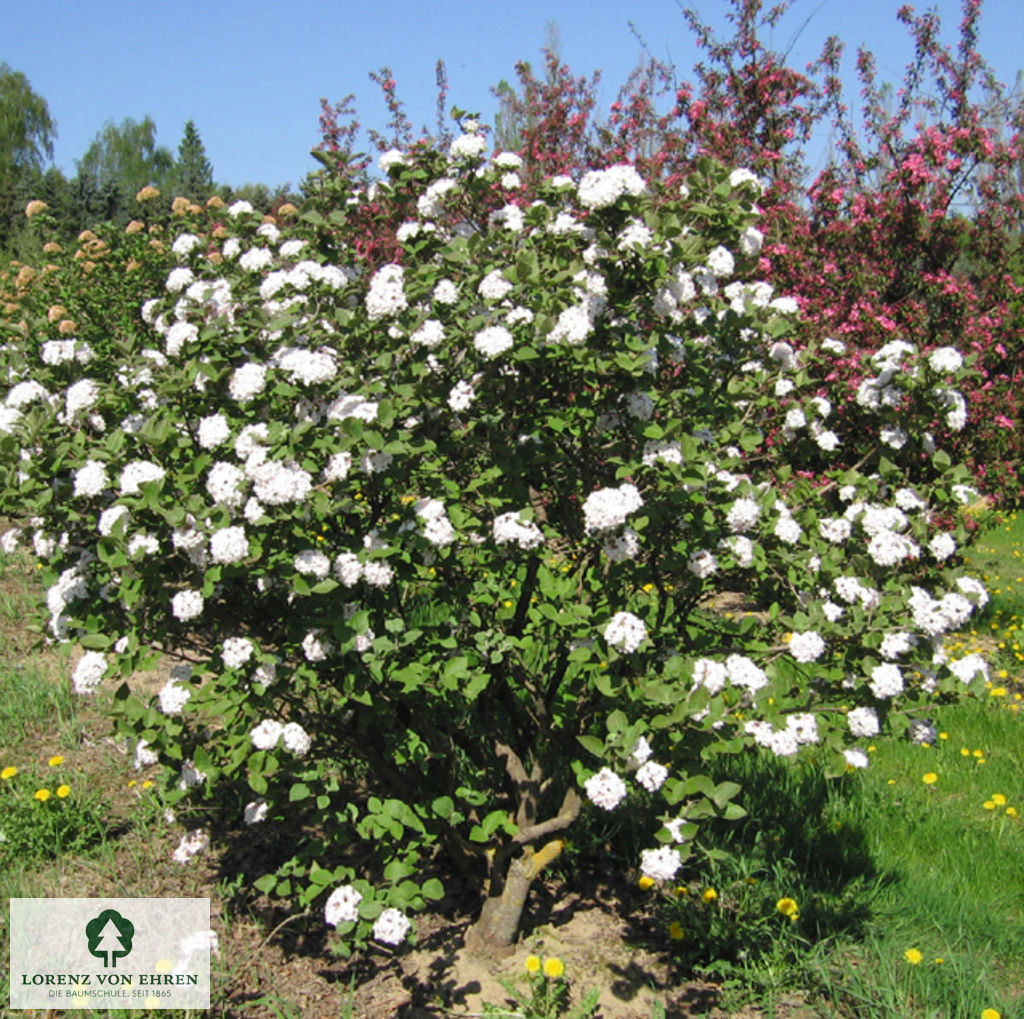 Viburnum carlcephalum