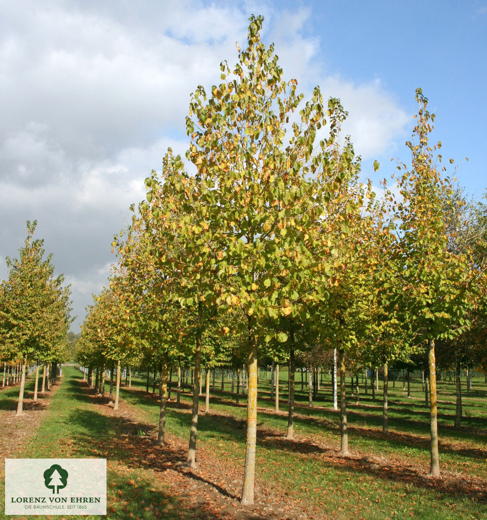 Corylus colurna