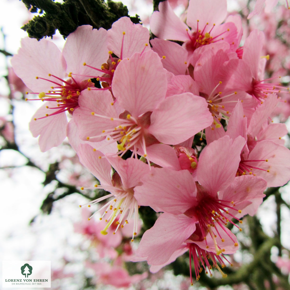 Prunus 'Okame'