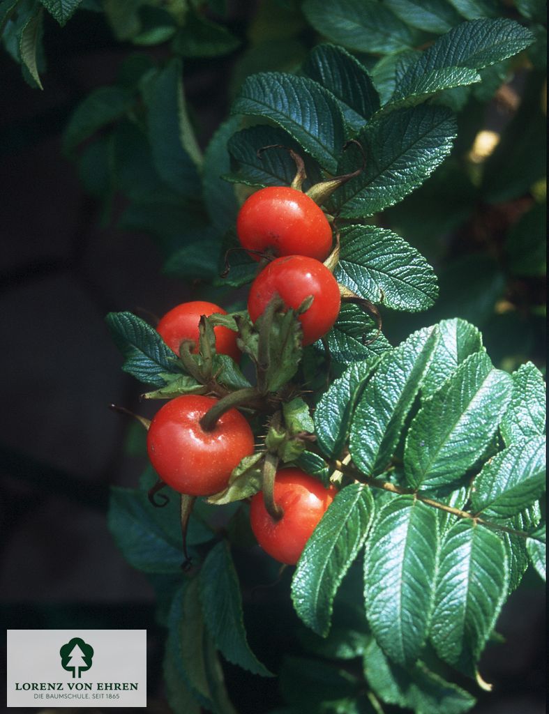 Rosa rugosa alba