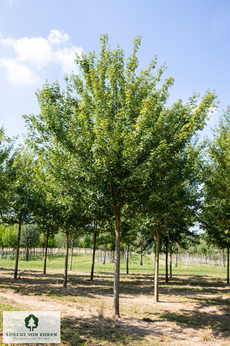 Acer campestre 'Huibers Elegant'