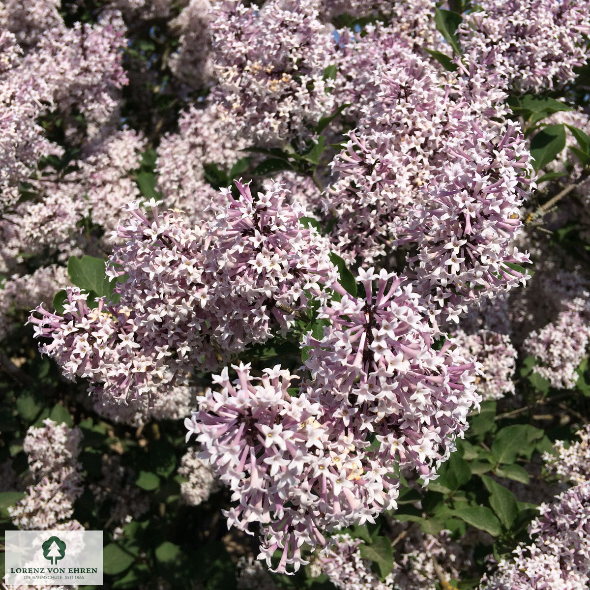 Syringa patula 'Miss Kim'