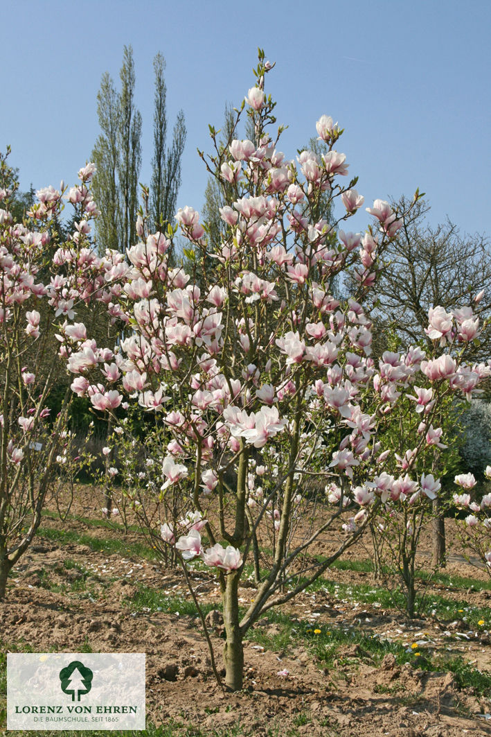 Magnolia soulangeana