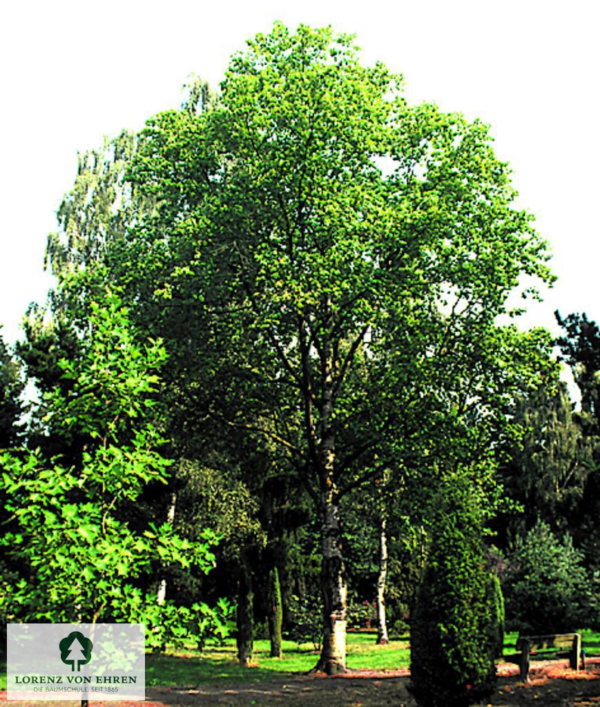 Betula maximowicziana