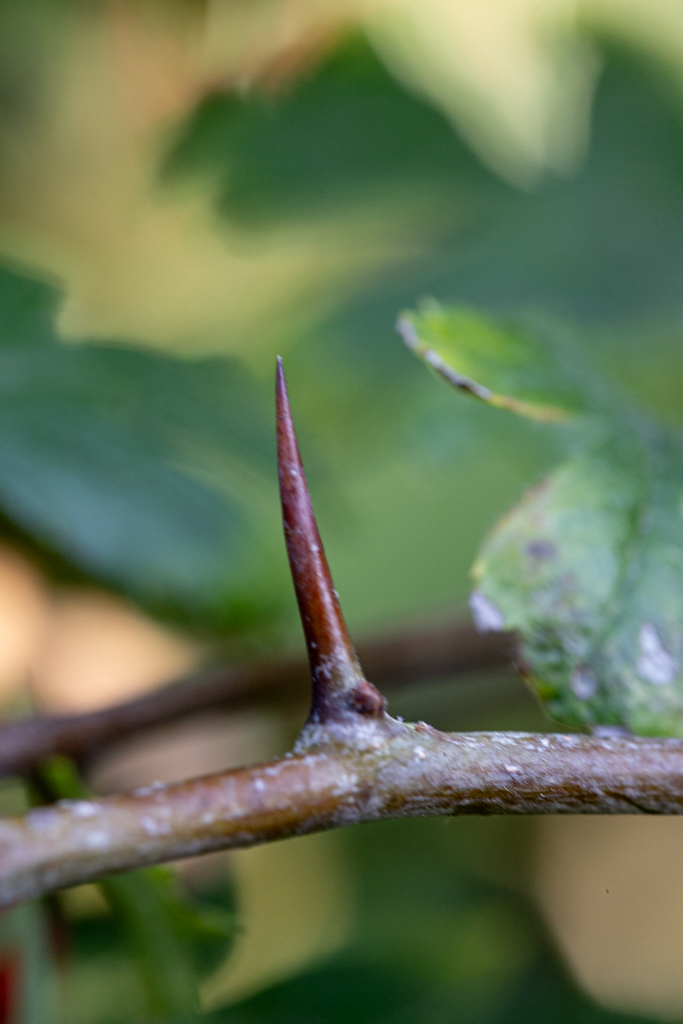 Crataegus monogyna Bonsai 