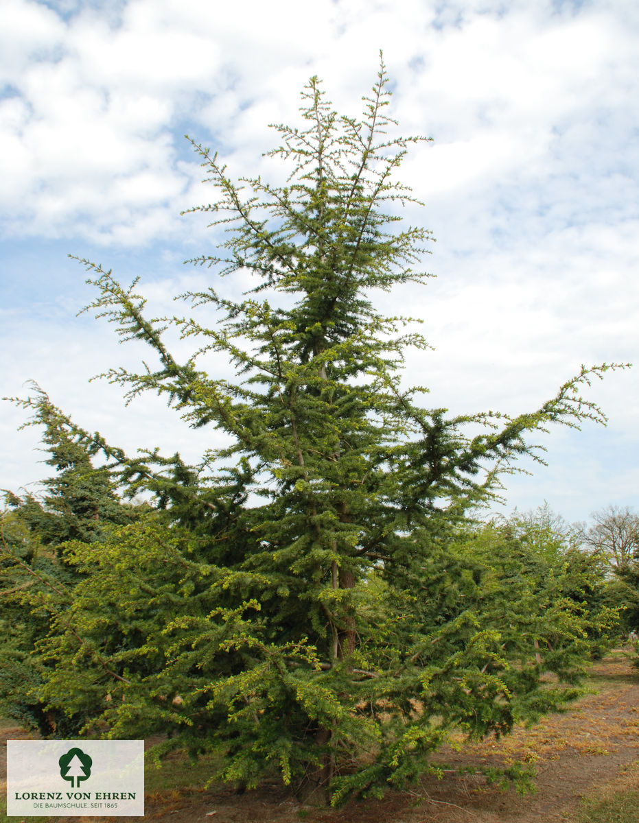 Cedrus libani