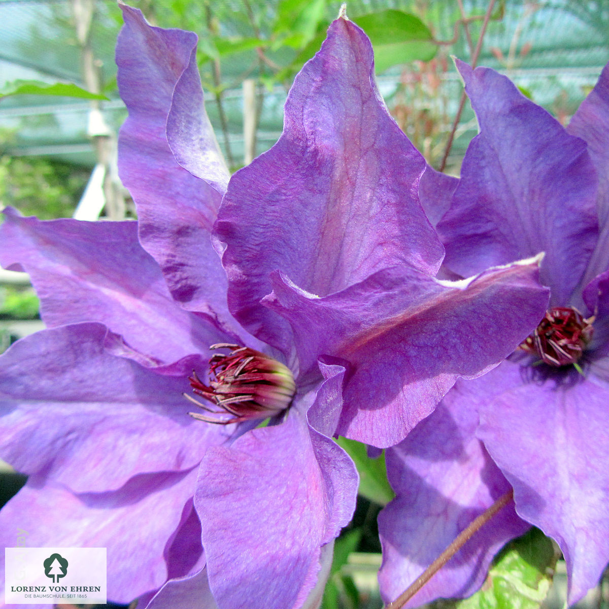 Clematis 'The President'