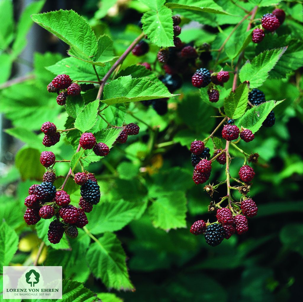 Rubus fruticosus 'Thornless Evergreen'