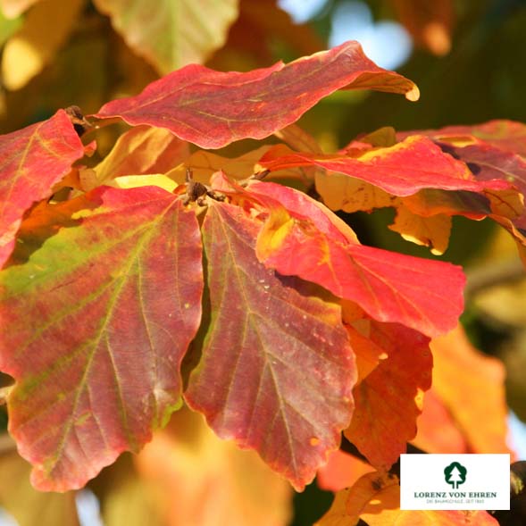 Parrotia persica Unikat