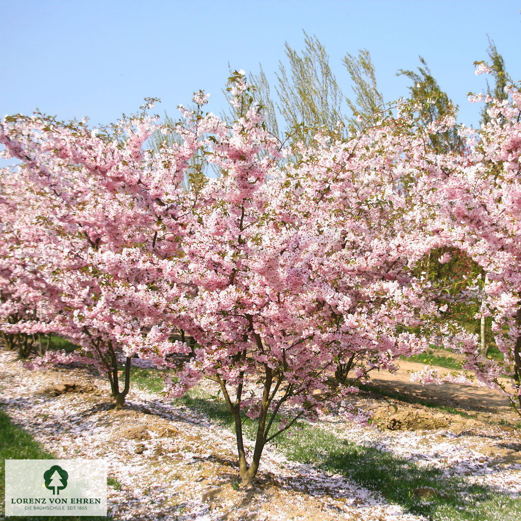 Prunus 'Accolade'