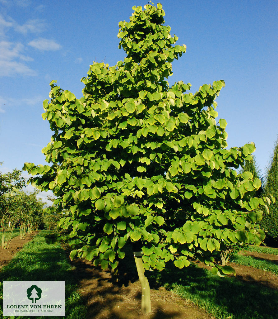 Styrax obassia