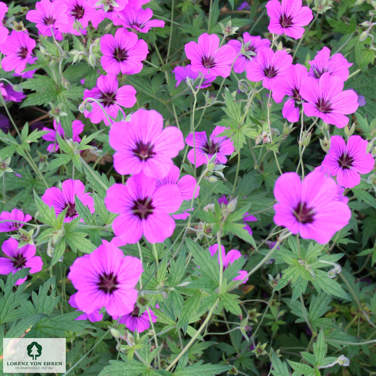 Geranium 'Patricia'