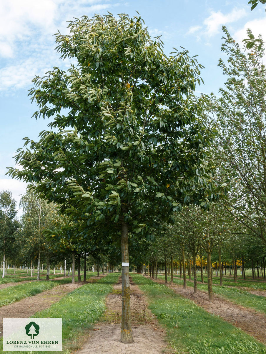 Castanea sativa