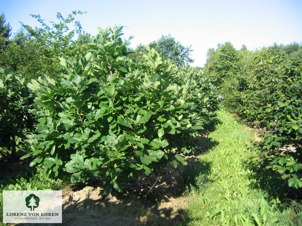 Quercus pontica