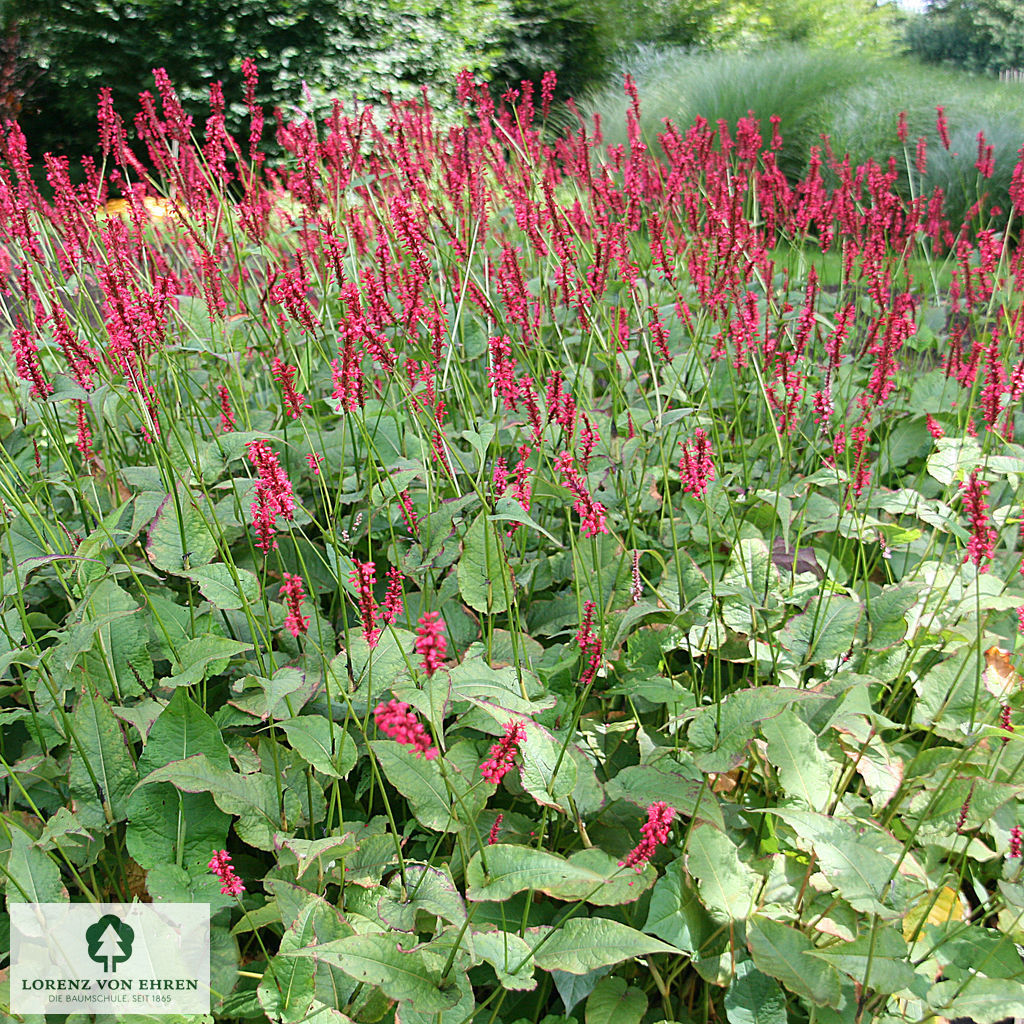 Persicaria amplexicaulis 'Speciosum'