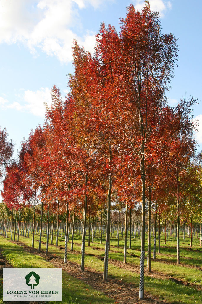 Fraxinus angustifolia 'Raywood'