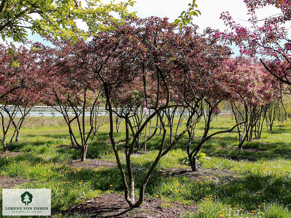 Malus 'Cardinal'